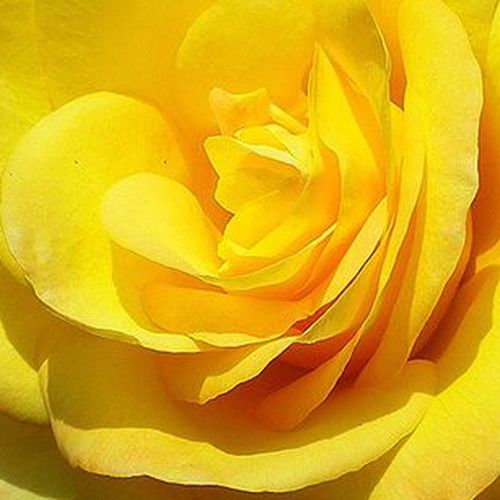 Rosa King's Ransom™ - trandafir cu parfum intens - Trandafir copac cu trunchi înalt - cu flori teahibrid - galben - Dr. Dennison H. Morey - coroană dreaptă - ,-